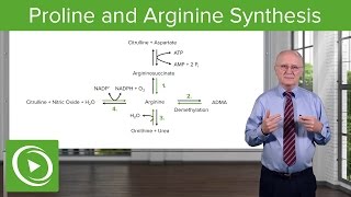 Proline amp Arginine Synthesis – Biochemistry  Lecturio [upl. by Kcirdled373]