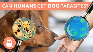 Can Humans Get PARASITES From DOGS  Zoonotic Diseases [upl. by Tserrof]