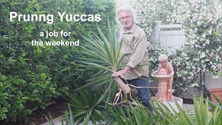 Yucca Pruning Weekend Job [upl. by Ocimad]