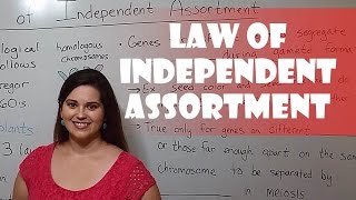 Mendels Law of Independent Assortment [upl. by Anier523]