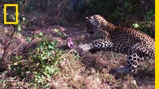 Leopards vs Python Snake  National Geographic [upl. by Duff325]