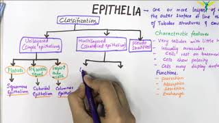 EPITHELIUM  Classification  Basic Histology [upl. by Adierf]