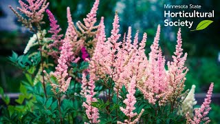 Astounding Astilbe [upl. by Ludeman]