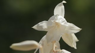 Yucca Plant [upl. by Ioved218]