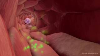 Extravasation of Neutrophils [upl. by Iztim342]