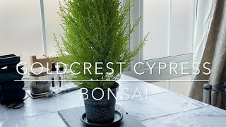 Goldcrest Lemon Cypress  Making into a Bonsai  Vlog 3 [upl. by Geordie]