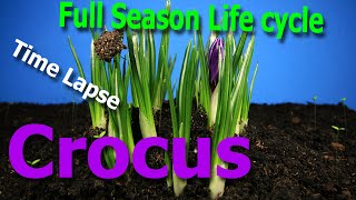 TimeLapse Crocus full season life cycle [upl. by Eicyaj665]