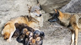 Wolf Giving Birth To Many Cute Puppies In The Wild [upl. by Elinore]