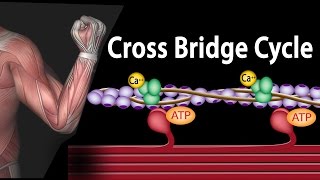 Muscle Contraction  Cross Bridge Cycle Animation [upl. by Vin]