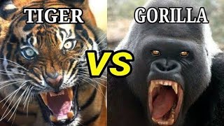 TIGER vs GORILLA  Who Would Win In A Battle [upl. by Nahtnhoj889]