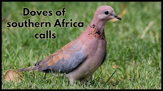 Doves of southern Africa calls [upl. by Niveek]