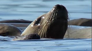 Orcas Attack Sea lion  Natures Great Events  BBC Earth [upl. by Friedberg]