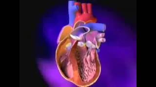 Heart ExcitationContraction Coupling [upl. by Kellie]