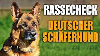 Schäferhund Rassecheck  Rasseportrait Rassebeschreibung [upl. by Hawk]