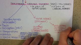 Nervous System Overview [upl. by Teerprah]