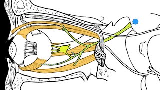 Brainstem Motor nuclei [upl. by Lettig]