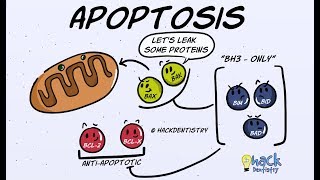 Apoptosis  Introduction Morphologic Changes and Mechanism [upl. by Larkins]