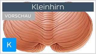 Kleinhirn Aufbau und Funktion  Kenhub [upl. by Gewirtz]