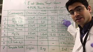 How To PCR Calculations [upl. by Ahsatal]