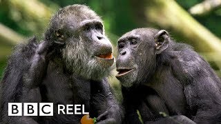 Chimpanzees are ‘just like us’  BBC REEL [upl. by Prager]