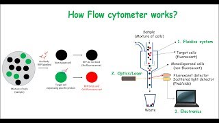 Flow Cytometry [upl. by Borries479]