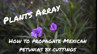 How To Propagate Mexican Petunias By Cuttings [upl. by Airliah]