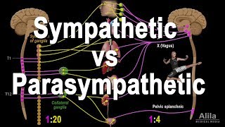 Autonomic Nervous System Sympathetic vs Parasympathetic Animation [upl. by Anaiuq]