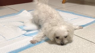 Coco Syncope Maltese Dog Heart Disease  CHF [upl. by Alilad]