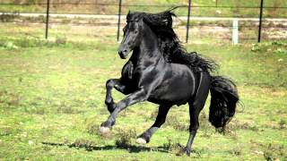 WORLD FAMOUS FRIESIAN STALLION [upl. by Kemble]