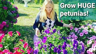 How to grow HUGE petunias [upl. by Relyhs]