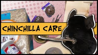 CHINCHILLA CARE GUIDE  Don’t be FOOLED by Misinformation [upl. by Babcock945]