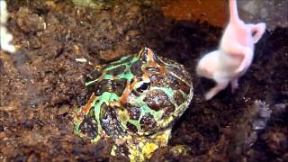 Ceratophrys ornata eating [upl. by Showker]