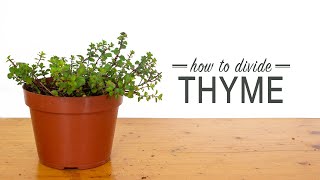 How to Divide Thyme [upl. by Queridas]