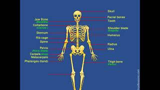 Skeletal System  Human Skeleton  Label Human Skeleton [upl. by Ojillib]