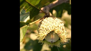 How to identify bur oak Quercus macrocarpa [upl. by Aara939]