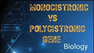 Monocistronic vs polycistronic gene [upl. by Atteynek]