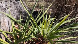 Yucca Plant Profile [upl. by Norrv]