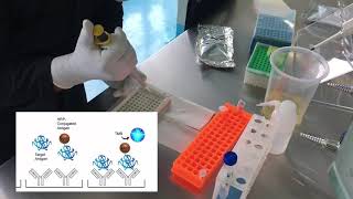 Determinación de T4 ELISA competitivo [upl. by Zaraf]