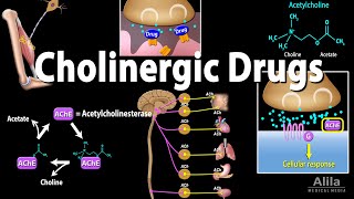 Cholinergic Drugs  Pharmacology Animation [upl. by Dumas751]