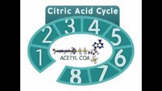 The Citric Acid Cycle An Overview [upl. by Snilloc]