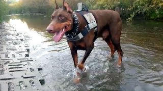 Zeus The Red Doberman  Colors of Autumn  Cinema Dog Park Ancaster [upl. by Euqinna]