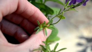 Harvesting Petunia Seeds  How To [upl. by Hey113]