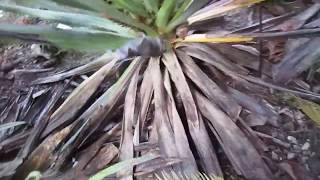 How to clean dead leaves from Yucca gloriosa [upl. by Mandal]