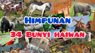 Bunyi Haiwan  Mari Mengenal Bunyi Haiwan [upl. by Jason960]