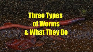 The three types of Worms amp What They Do [upl. by Odille]