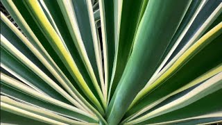 Yucca elephantipes ‘Variegata’ Variegated Yucca [upl. by Nilyahs]