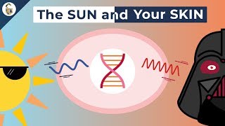 How UV Rays Damage Skin [upl. by Heuser]