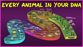 Every Animal In Your DNA [upl. by Gnehp]