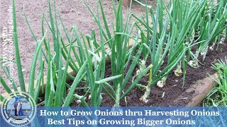 How To Grow Onions amp Harvest Onions [upl. by Hett265]