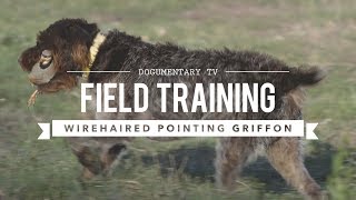 FIELD TRAINING WIREHAIRED POINTING GRIFFON [upl. by Friedlander397]